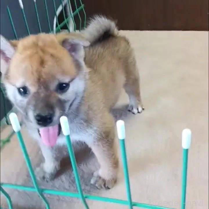 販売中の茨城県の柴犬-395678の3枚目